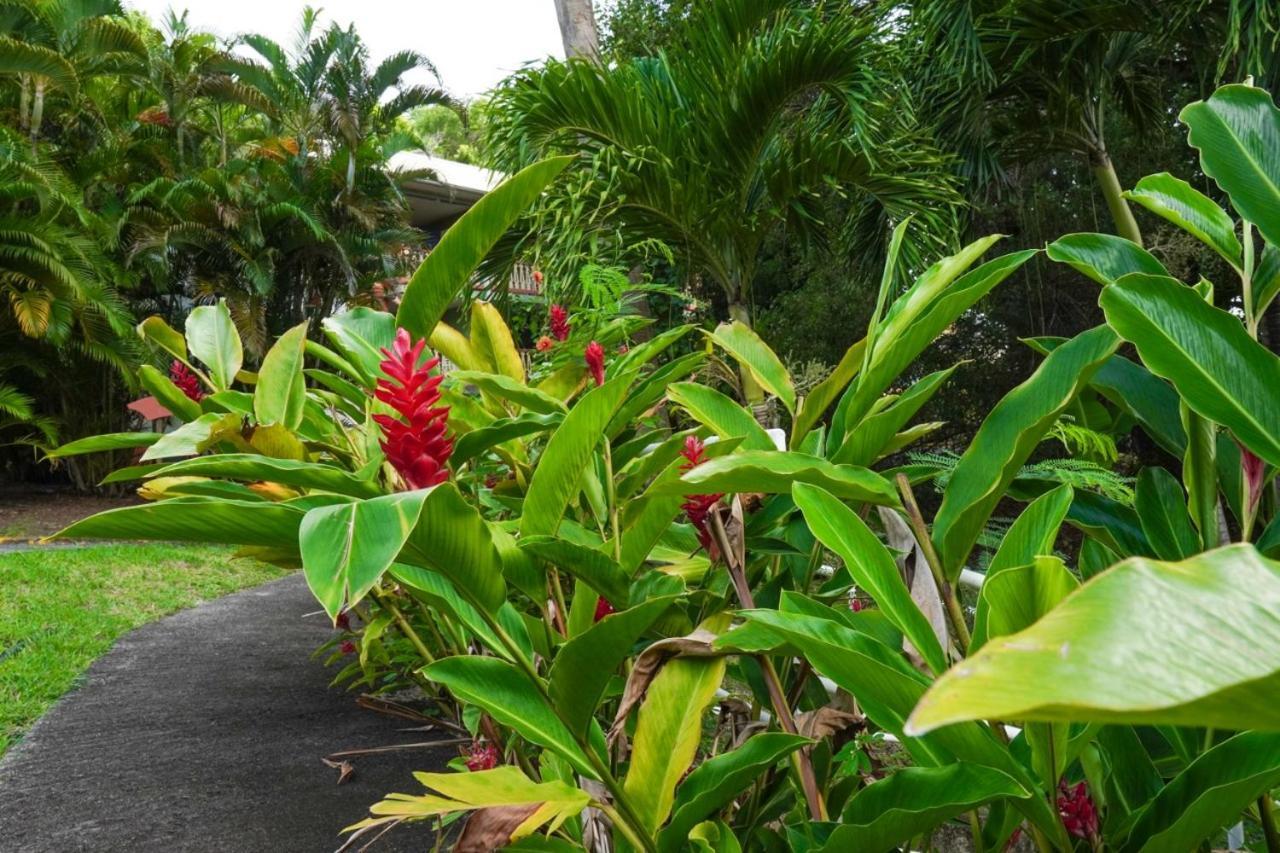Color Garden - Studio Martinique Sainte-Anne Extérieur photo